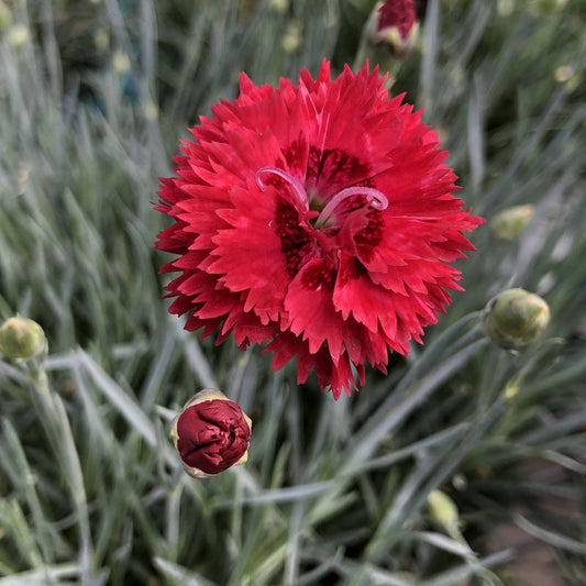 Fruit Punch® 'Maraschino' Pinks (Dianthus) - Photo Property of Garden Crossings LLC