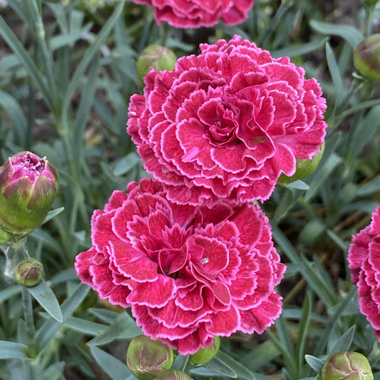 Fruit Punch® 'Raspberry Ruffles' Pinks (Dianthus) - Photo Property of Garden Crossings LLC