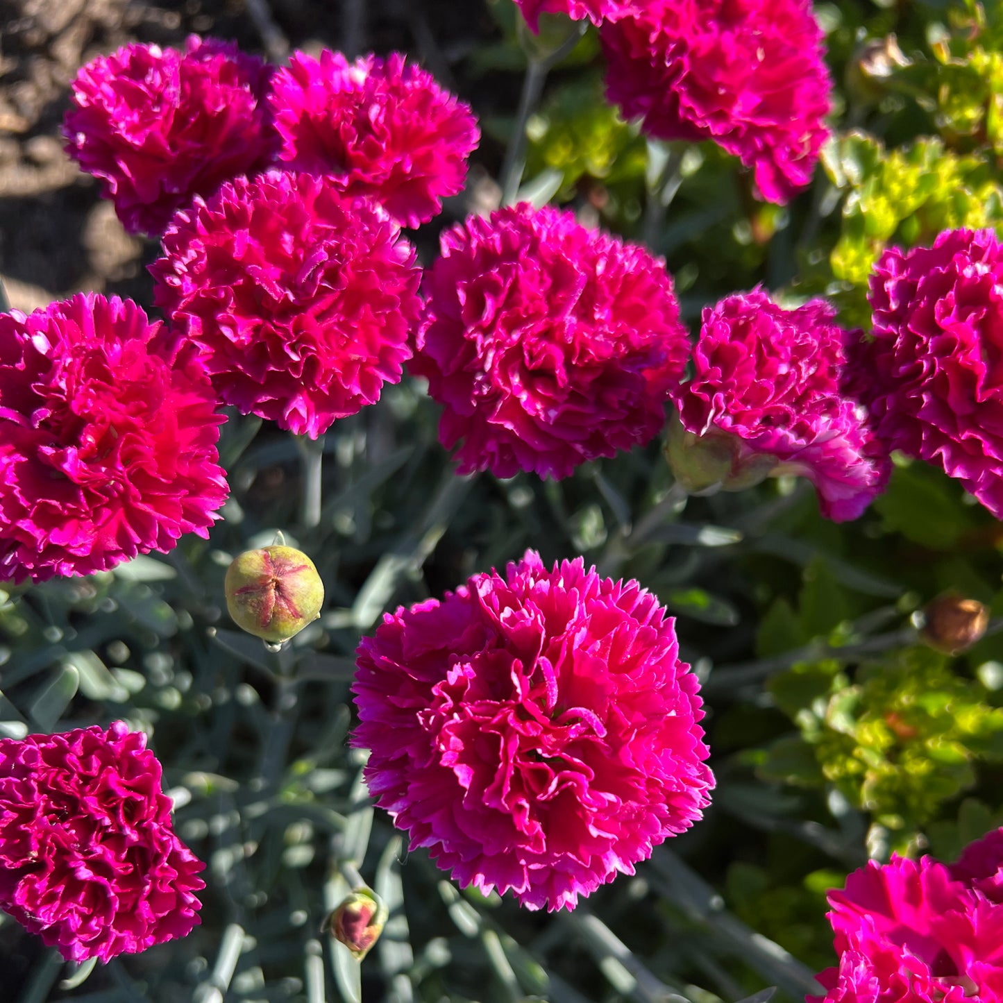 Fruit Punch® 'Raspberry Ruffles' Pinks (Dianthus) - Photo Property of Garden Crossings LLC