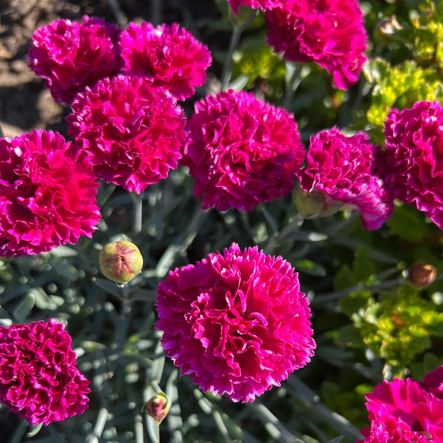 Close-up of bright pink Fruit Punch® 'Raspberry Ruffles' Pinks (Dianthus) with ruffled petals bloom among green foliage in bright sunlight - Photo Property of Garden Crossings LLC.