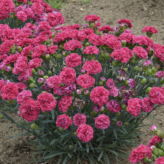 Fruit Punch® 'Raspberry Ruffles' Pinks (Dianthus) - Photo Courtesy of Proven Winners, Inc.