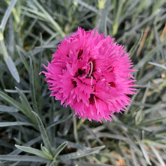 Fruit Punch® 'Spiked Punch' Pinks (Dianthus) - Photo Property of Garden Crossings LLC