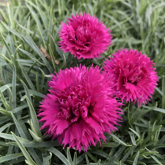 Fruit Punch® 'Spiked Punch' Pinks (Dianthus) - Photo Property of Garden Crossings LLC