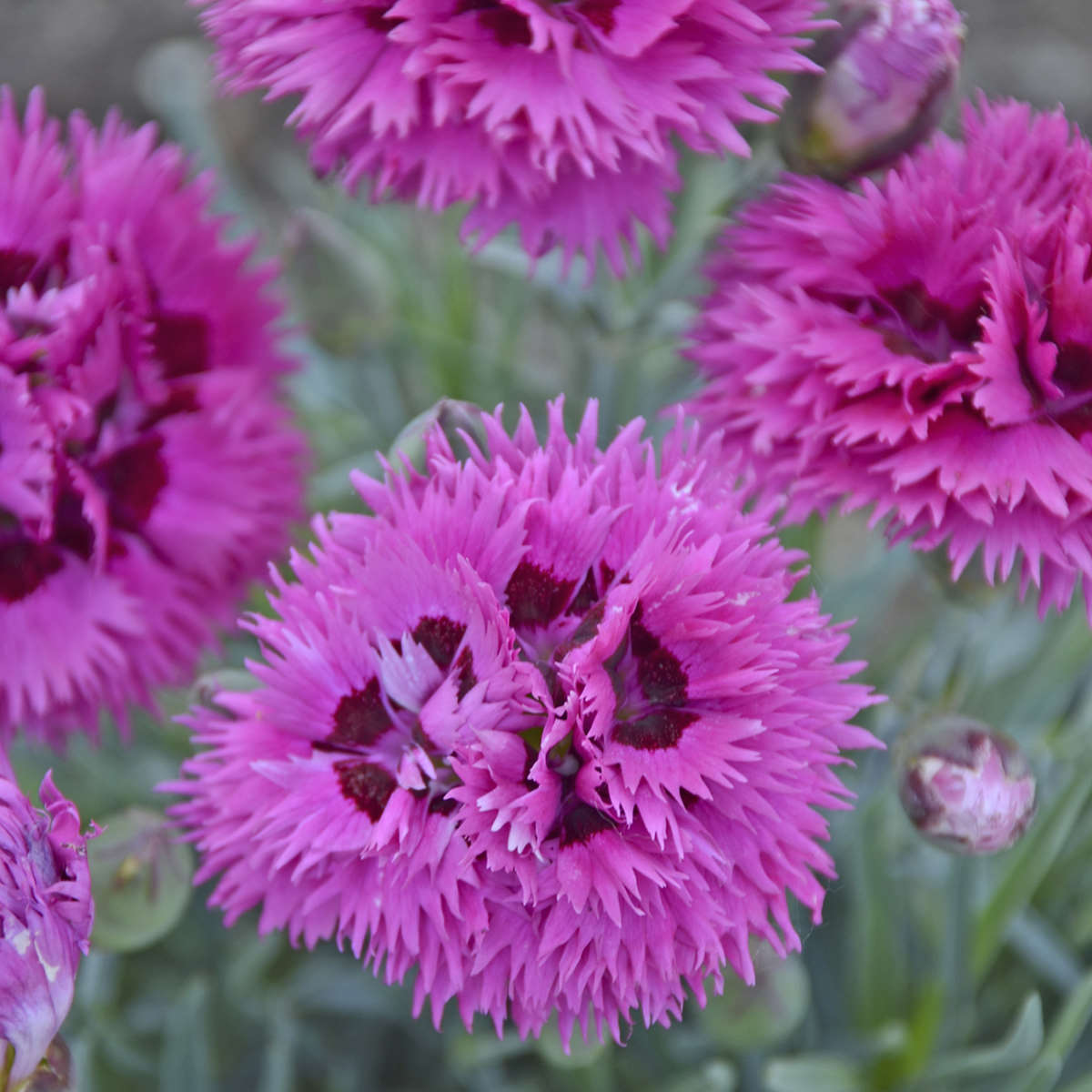 Close-up of Fruit Punch® 'Spiked Punch' Pinks (Dianthus), featuring magenta pink flowers with fringed, spiky petals and rich centers, set among green leaves and multiple flower buds - Photo Courtesy of Proven Winners, Inc.
