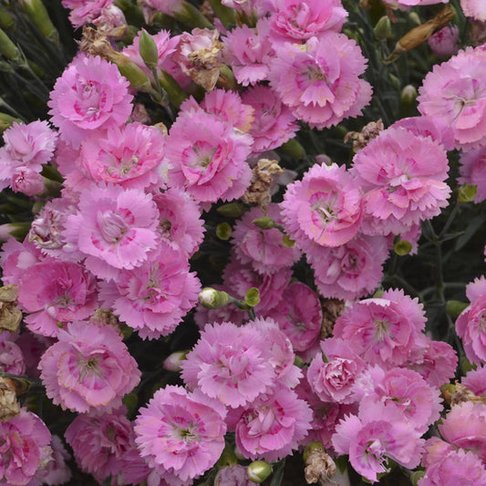 Fruit Punch® 'Sweetie Pie' Pinks (Dianthus) - Photo Courtesy of Proven Winners, Inc.