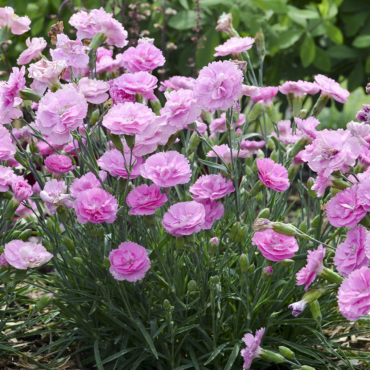 Clusters of vibrant pink Fruit Punch® 'Sweetie Pie' Pinks (Dianthus) with ruffled petals and green stems brighten the garden, creating charming perennial displays against lush green foliage - Photo Courtesy of Proven Winners, Inc.