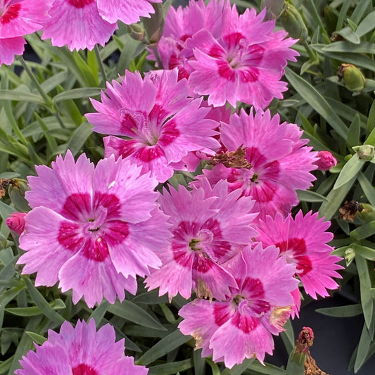 Paint the Town Fancy' Pinks (Dianthus) - Photo Property of Garden Crossings LLC