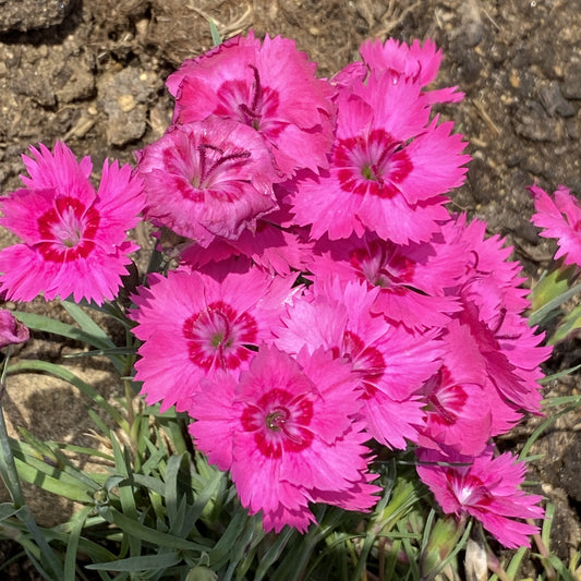Paint the Town Fancy' Pinks (Dianthus) - Photo Property of Garden Crossings LLC