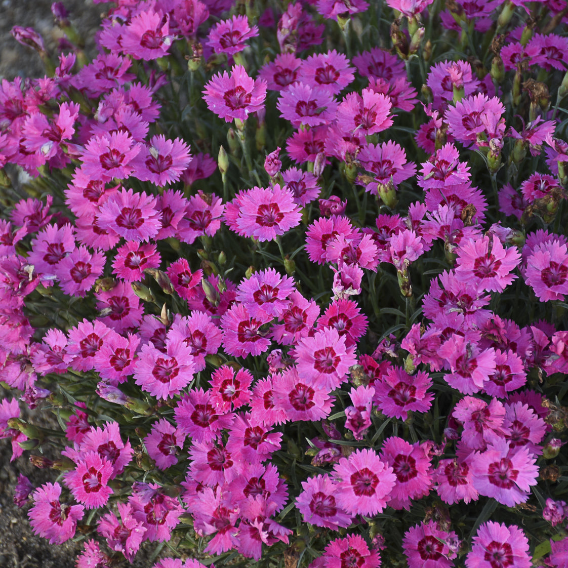 Top-down view of 'Paint the Town Fancy' Pinks (Dianthus) display bright pink, jagged-edged blooms with dark centers above green foliage - Photo Courtesy of Proven Winners, Inc.