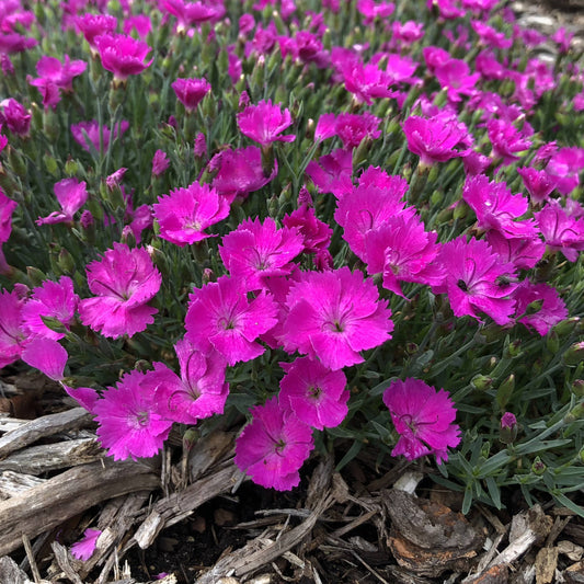 Paint the Town Fuchsia' Pinks (Dianthus) - Photo Property of Garden Crossings LLC