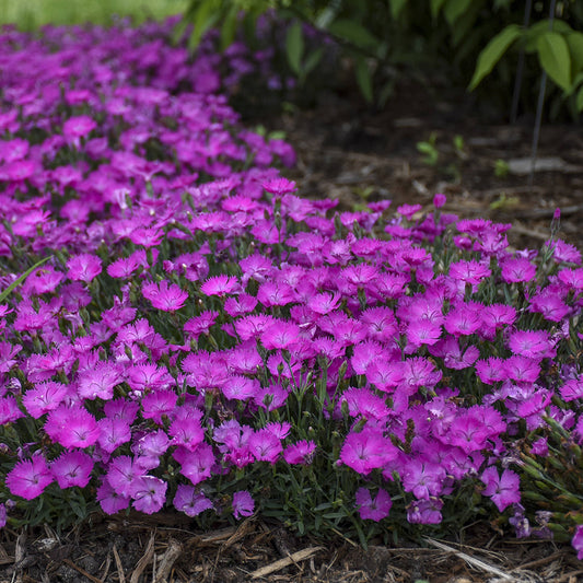 Paint the Town Fuchsia' Pinks (Dianthus) - Photo Courtesy of Proven Winners, Inc.