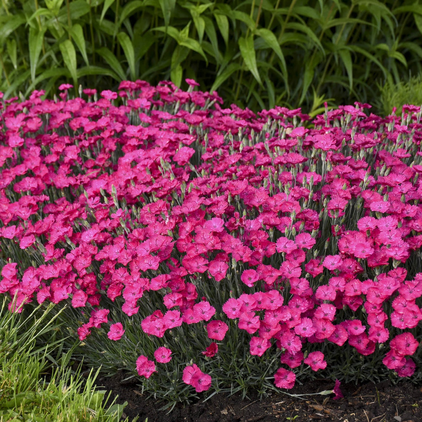 A dense cluster of bright pink 'Paint the Town Magenta' Pinks (Dianthus) grows in a garden bed, surrounded by green foliage and edged with grass - Photo Courtesy of Proven Winners, Inc.