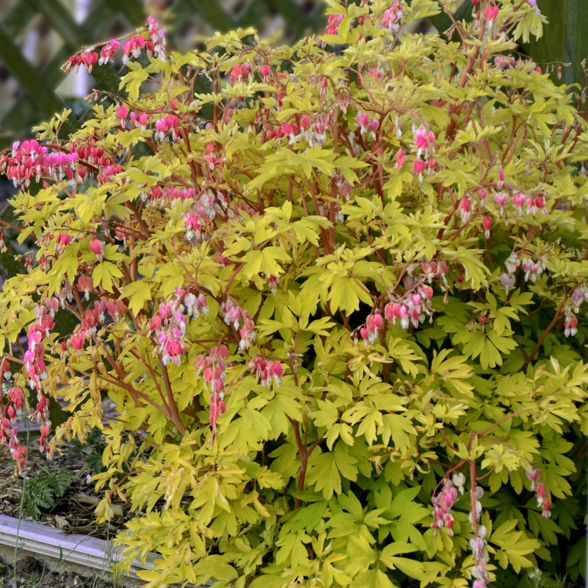 Gold Heart' Bleeding Heart (Dicentra) - Photo Courtesy of Walters Gardens, Inc.
