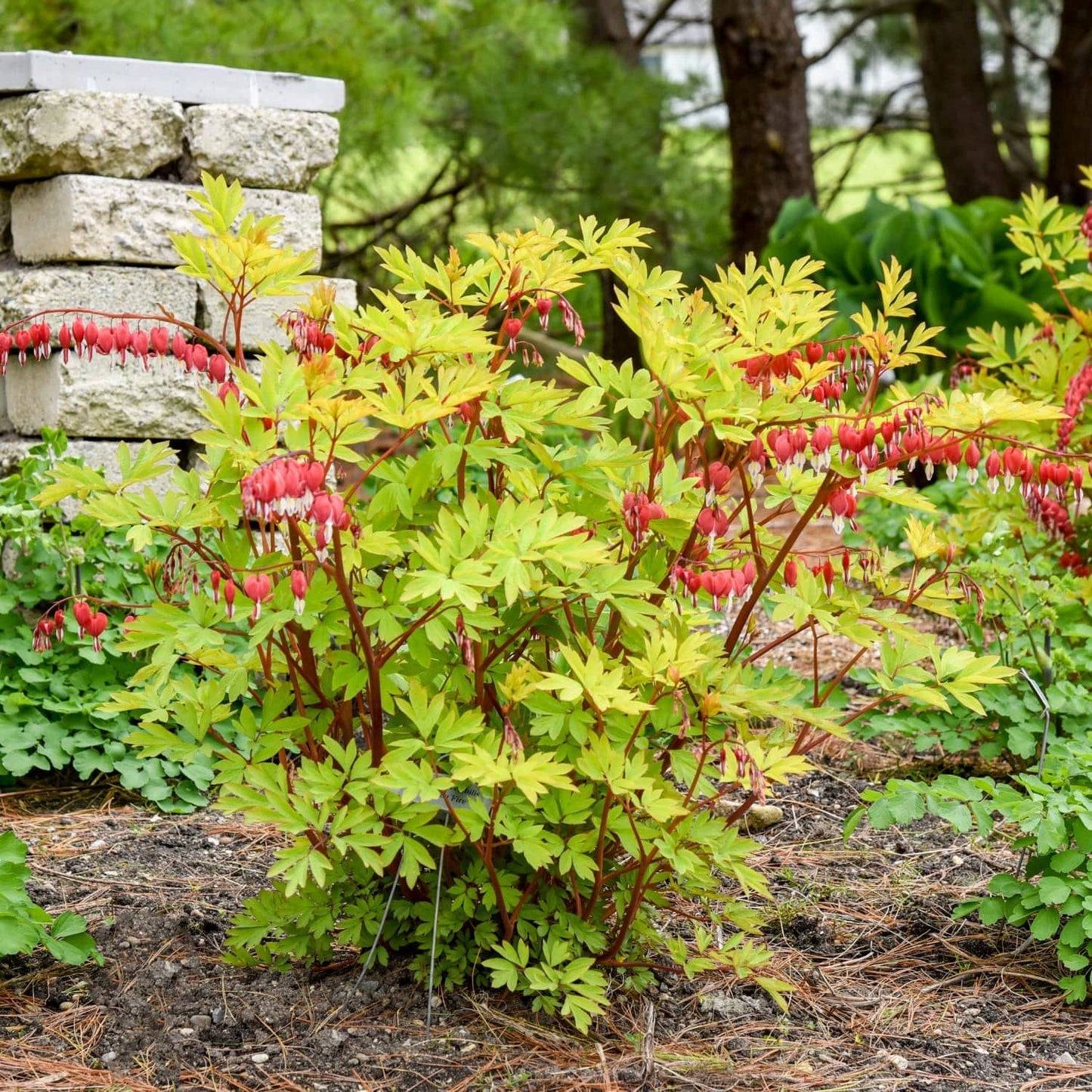 A flowering shrub with bright yellow-green leaves and clusters of red hanging flowers, planted in mulch outdoors with trees and a stone wall in the background. - Photo Courtesy of Walters Gardens, Inc.