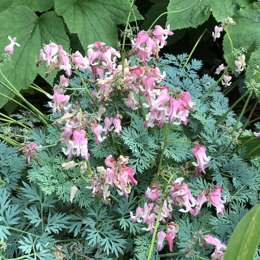 Pink Diamonds' Bleeding Heart (Dicentra) - Photo Property of Garden Crossings LLC