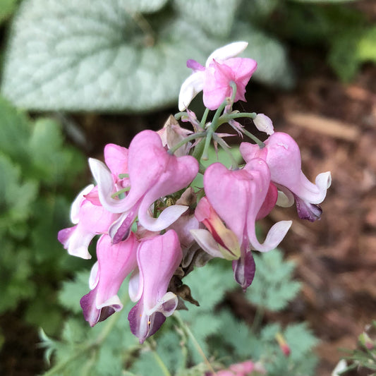 Pink Diamonds' Bleeding Heart (Dicentra) - Photo Property of Garden Crossings LLC