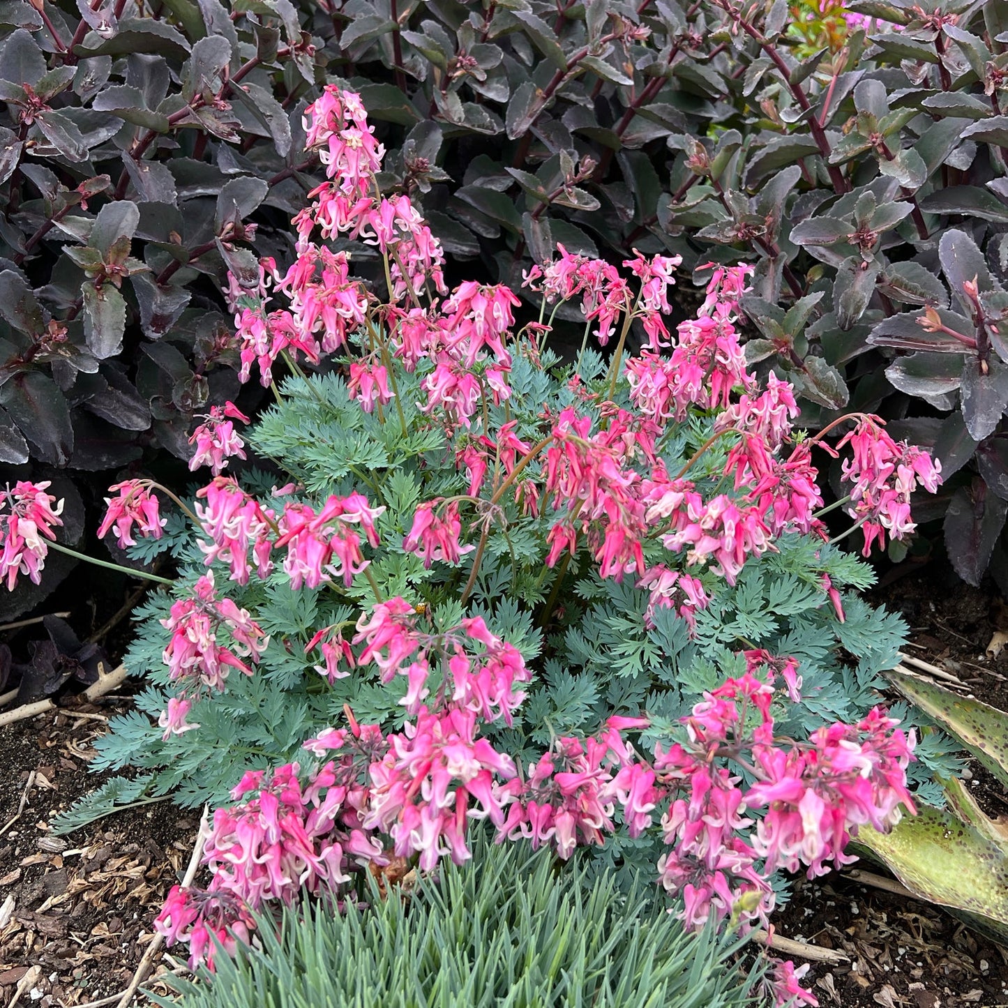 A cluster of Sun Jewels™ 'Pink Diamonds' Bleeding Heart (Dicentra), with pink fringed blooms and fern-like green leaves, grows in a garden bed bordered by dark purple foliage and ornamental grasses - Photo Property of Garden Crossings LLC.