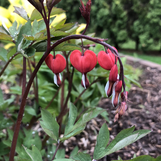 Valentine' Bleeding Heart (Dicentra) - Photo Property of Garden Crossings LLC