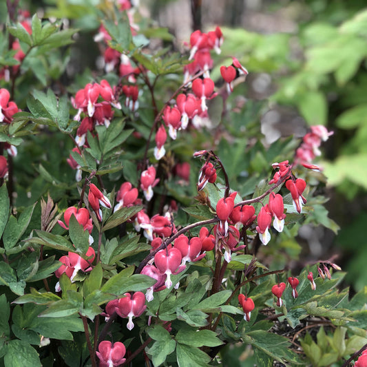 ‘Valentine’ Bleeding Heart (Dicentra) features red and pink heart-shaped flowers with green leaves, growing densely together in a garden, set against a softly blurred natural background - Photo Property of Garden Crossings LLC.
