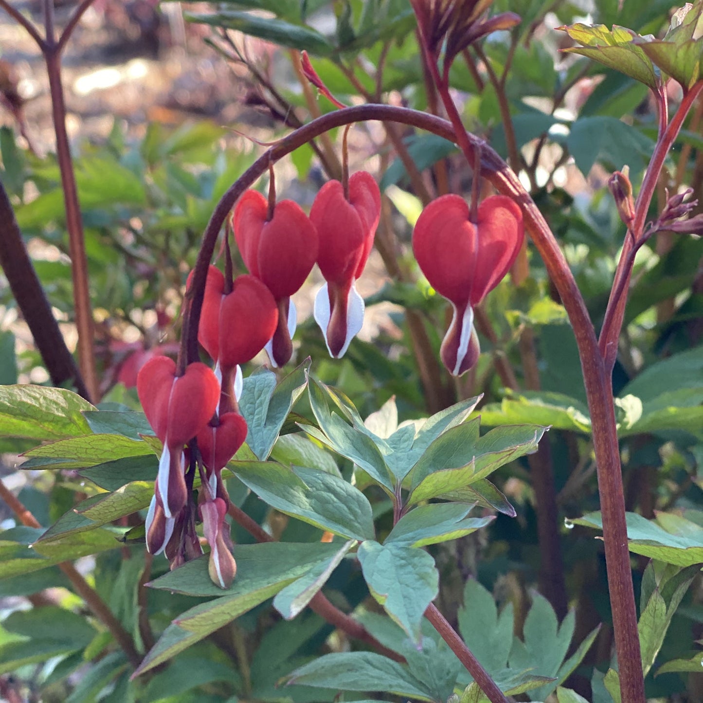 The 'Valentine' Bleeding Heart (Dicentra) displays red and white heart-shaped blooms hanging from curved stems, set among lush green foliage in a charming garden - Photo Property of Garden Crossings LLC.