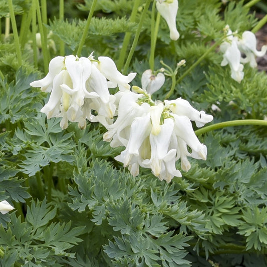 Clusters of white, drooping flowers with delicate petals bloom above fern-like green leaves - Photo Courtesy of Proven Winners, Inc.