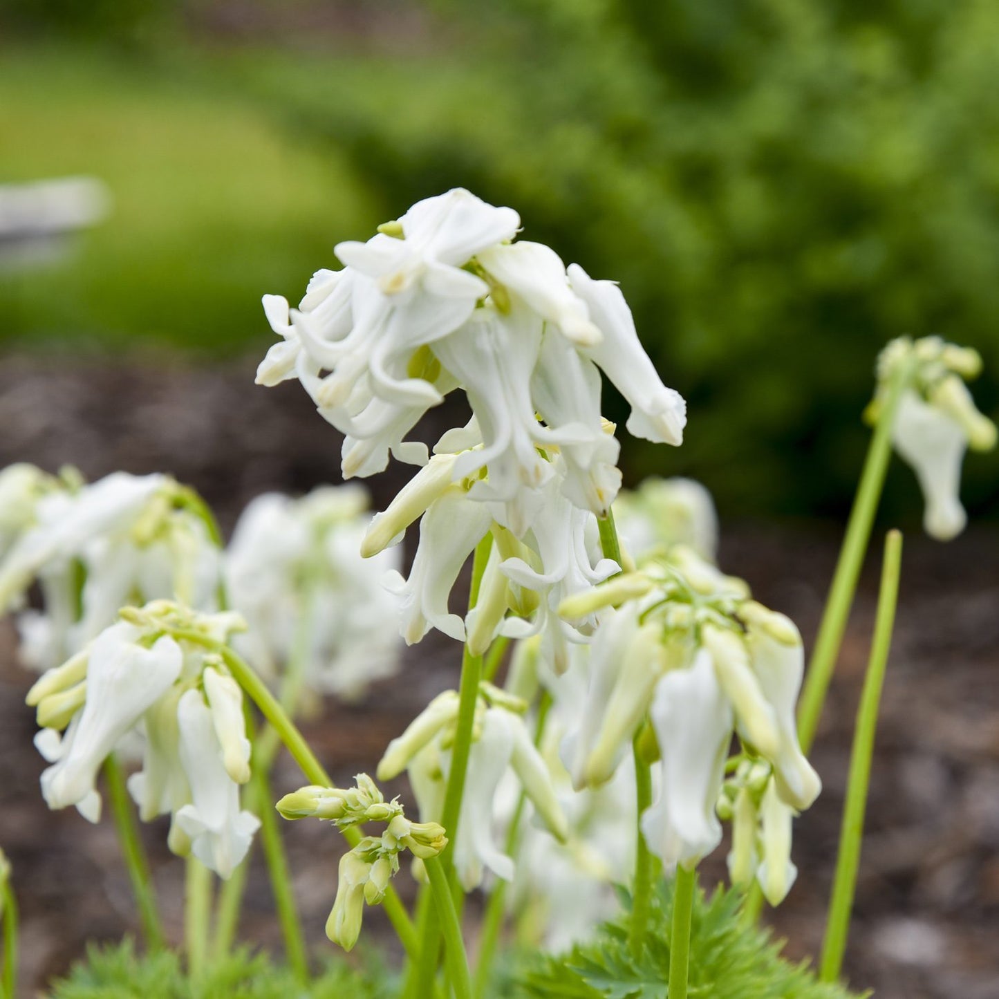White Diamonds' Bleeding Heart (Dicentra) - Photo Courtesy of Proven Winners, Inc.