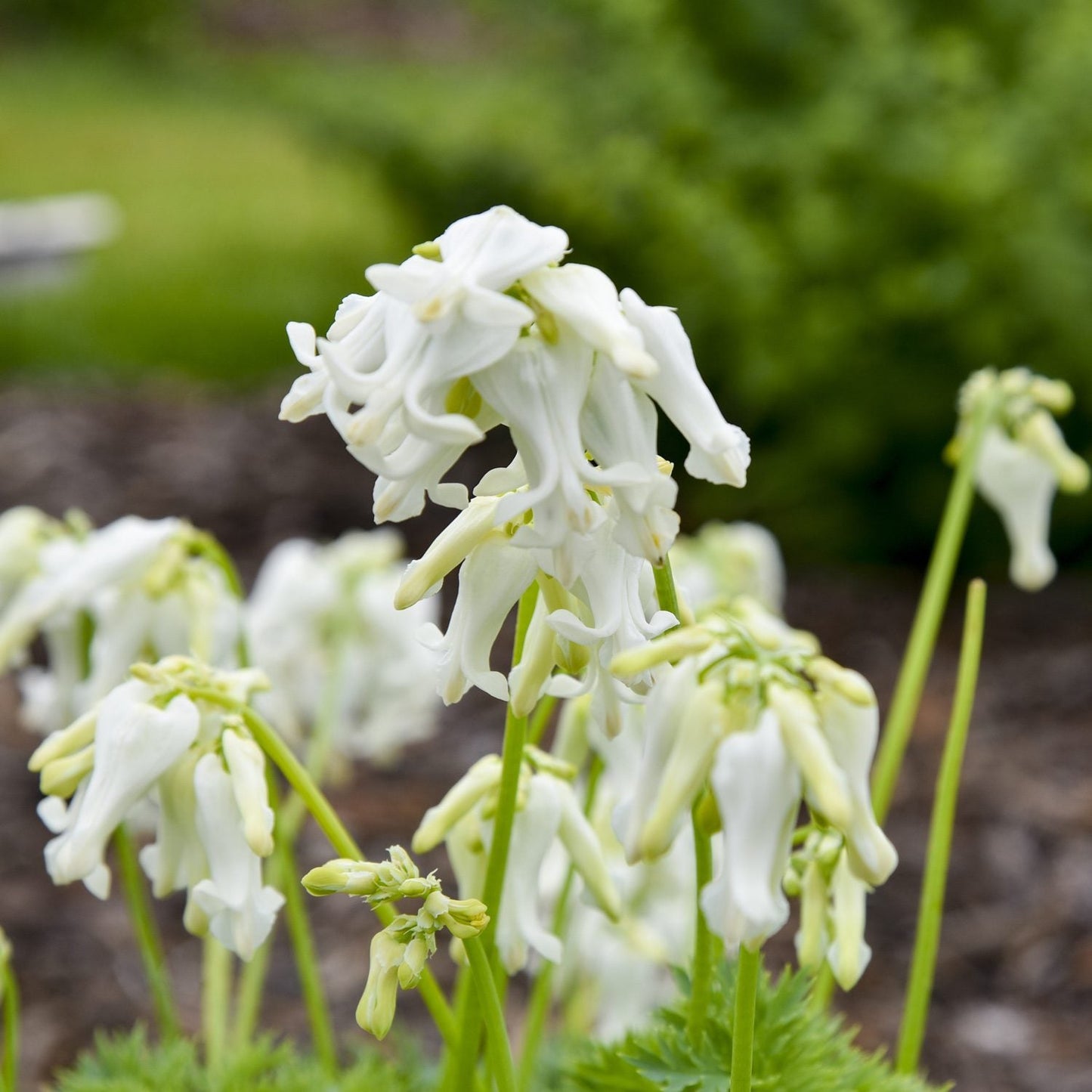 Close-up of Sun Jewels™ 'White Diamonds' Bleeding Heart (Dicentra) displaying delicate, drooping white flowers on green stems amid blurred garden greenery and mulch - Photo Courtesy of Proven Winners, Inc.