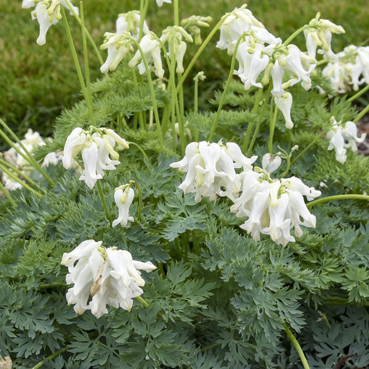 Clusters of white, delicate, drooping flowers with fringed petals bloom above fern-like green foliage on Sun Jewels™ 'White Diamonds' Bleeding Heart (Dicentra), adding elegance to any garden. Grass can be seen in the background - Photo Courtesy of Proven Winners, Inc.