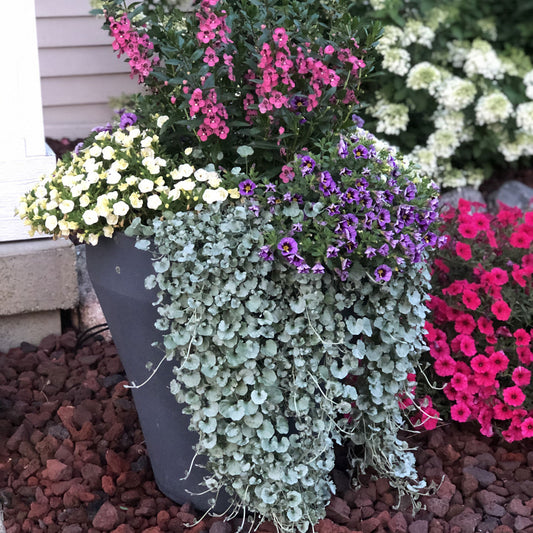 Silver Falls™ Dichondra - Photo Property of Garden Crossings LLC