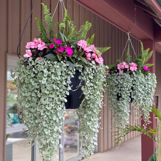 Two hanging baskets overflow with lush green ferns, bright pink flowers, and Silver Falls™ Dichondra—an eye-catching silvery foliage—suspended outside a building with brown siding and large windows - Photo Property of Garden Crossings LLC. Hanging basket not included.