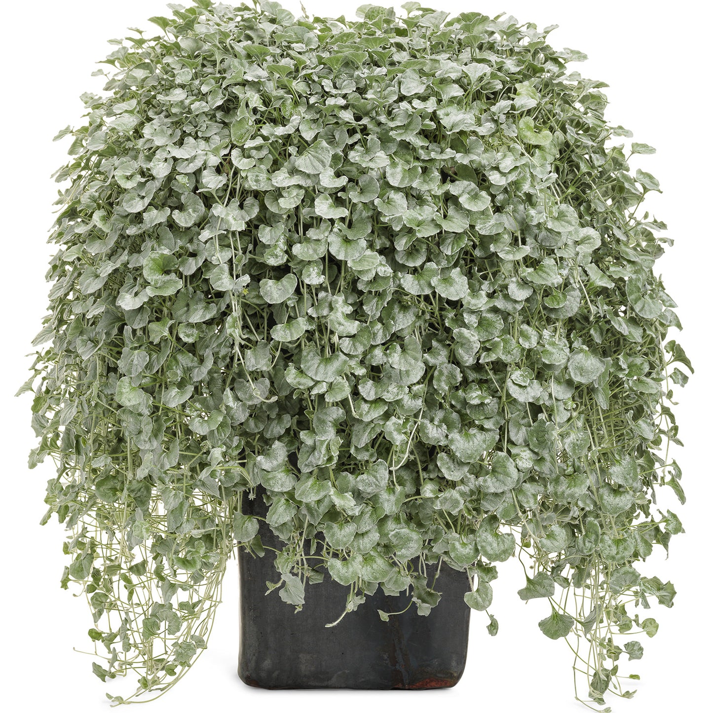 Silver Falls™ Dichondra features silvery foliage with small, round leaves and long trailing stems, cascading beautifully over the sides of its container - Photo Curtesy of Proven Winners, Inc. Decorative pot not included.