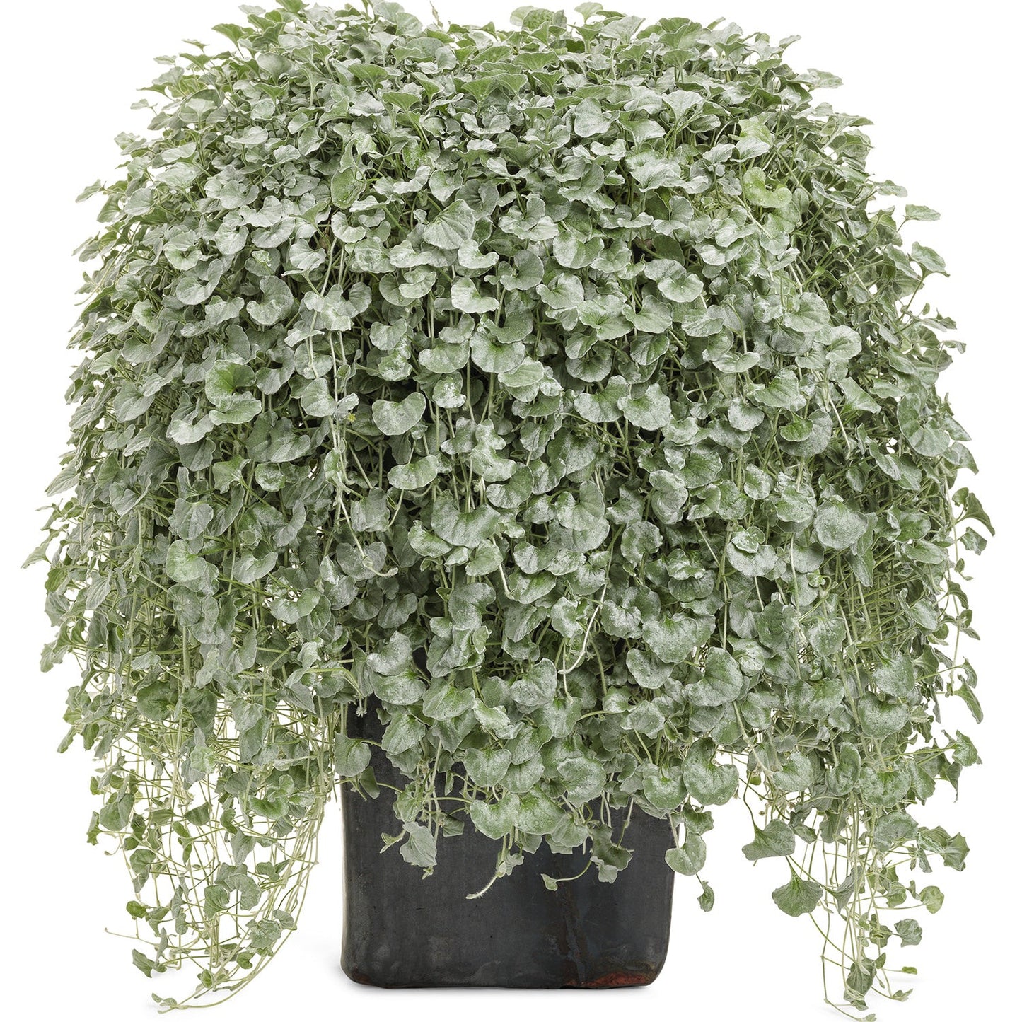 Silver Falls™ Dichondra features silvery foliage with small, round leaves and long trailing stems, cascading beautifully over the sides of its container - Photo Courtesy of Proven Winners, Inc. Decorative pot not included.
