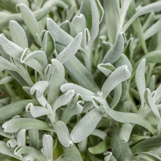 A close-up of Silver River™ Didelta reveals silvery-green, fuzzy leaves with a soft texture and dense, overlapping growth, highlighting this drought-tolerant plant’s striking foliage - Photo Courtesy of Proven Winners, Inc.