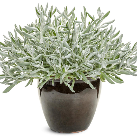 A Silver River™ Didelta, a drought-tolerant plant with long, narrow, silvery leaves, is displayed in a dark glossy ceramic pot against a white background - Photo Courtesy of Proven Winners, Inc. Decorative pot not included.