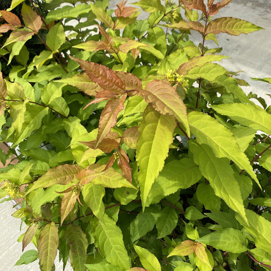 Kodiak Fresh® Diervilla - Photo Property of Garden Crossings LLC