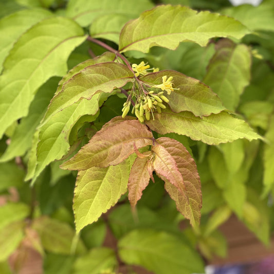 A cluster of green and reddish-brown leaves with small yellow buds adorns a branch of Kodiak Fresh® Diervilla, a deer-resistant native shrub, set against blurred lush green foliage - Photo Property of Garden Crossings LLC.