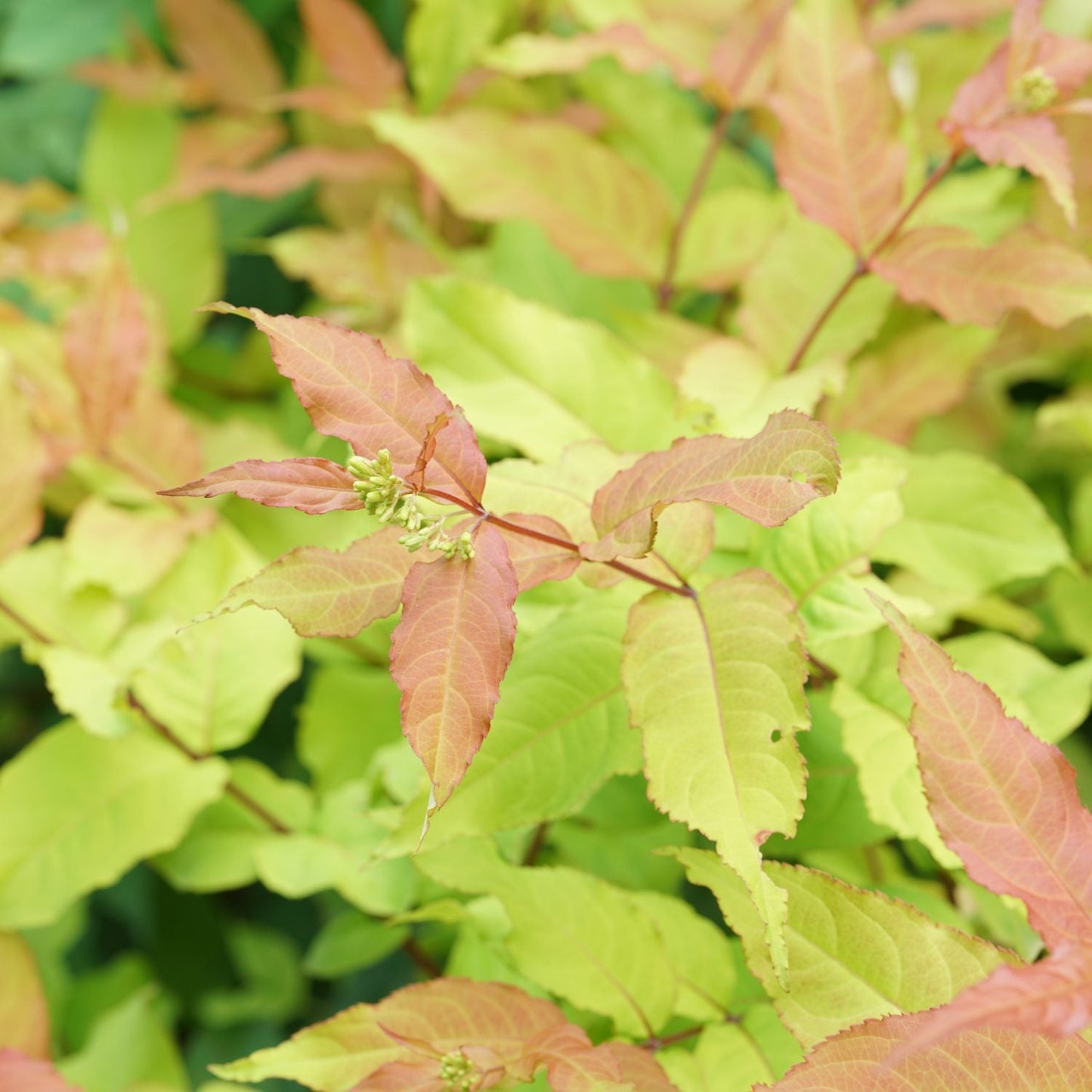 A close-up of Kodiak Fresh® Diervilla, a native shrub with young pinkish-red leaves and bright green mature foliage, highlights its fresh spring growth. The deer-resistant plant is set against a lush green background - Photo Courtesy of Proven Winners, Inc.