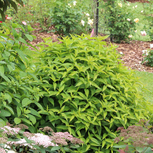 A dense, rounded Kodiak® Green Diervilla shrub with bright green leaves thrives in a garden among flowers and grass, while mulch and rose bushes provide background texture - Photo Courtesy of Proven Winners, Inc.