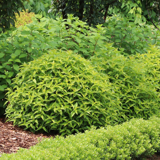 A lush Kodiak® Green Diervilla—shade tolerant with dense, bright green foliage—thrives in a pollinator garden, bordered by a manicured hedge in front and mulched with wood chips on the left - Photo Courtesy of Proven Winners, Inc.