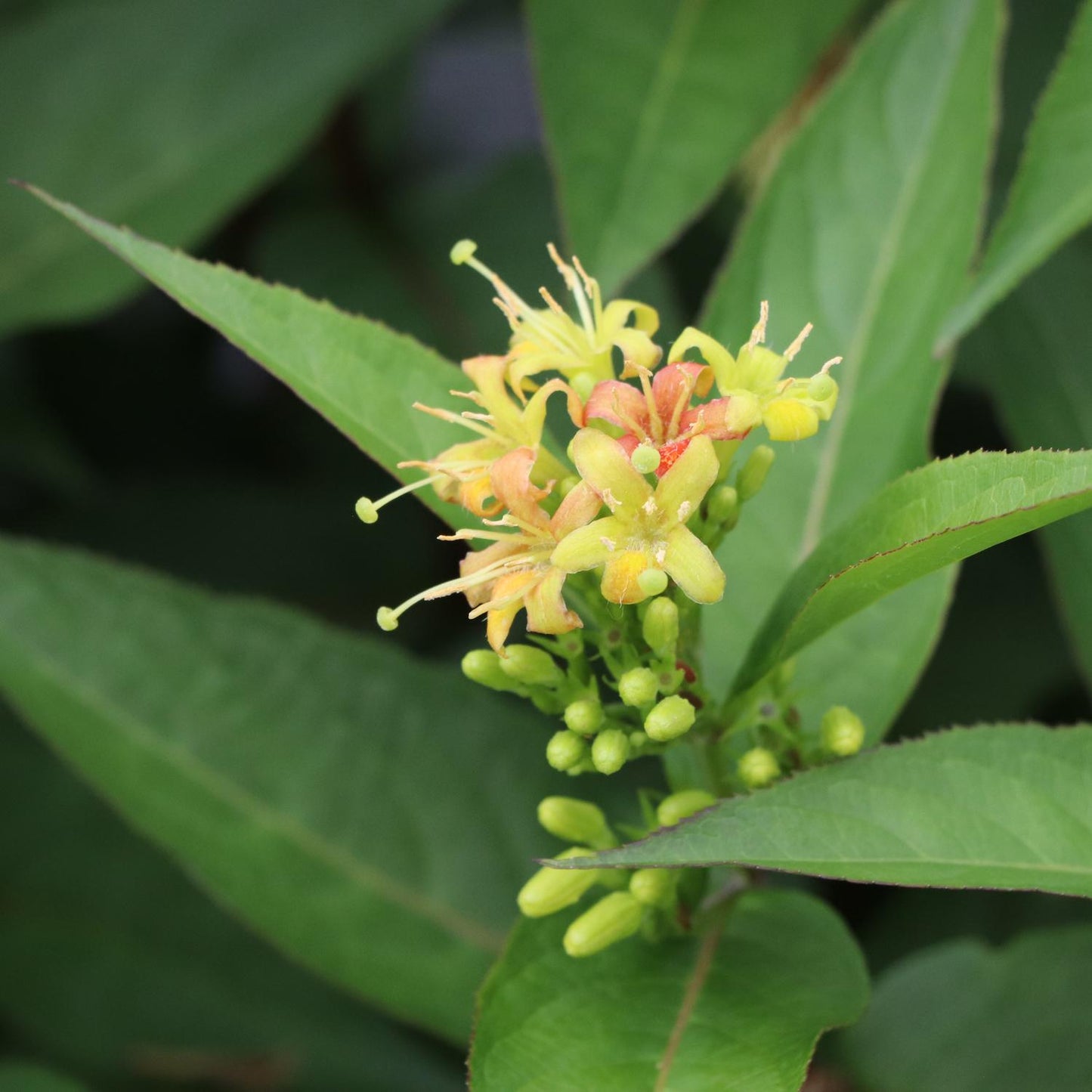 A close-up of Kodiak® Green Diervilla reveals clusters of small yellow-orange flowers with long stamens and elongated green leaves, some buds closed. Shade tolerant and pollinator-friendly, this shrub thrives amid lush, blurred green foliage - Photo Courtesy of Proven Winners, Inc.