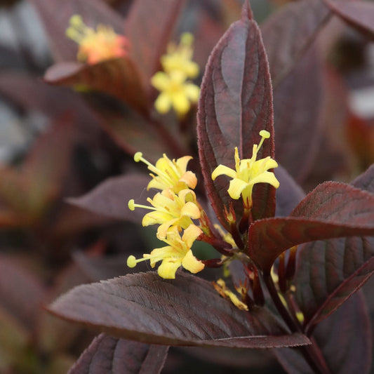 Close-up of clusters of small yellow flowers with long stamens bloom among glossy, dark burgundy leaves on the Kodiak Jet Black® Diervilla, a native shrub valued for its striking yellow blooms and dramatic dark foliage - Photo Courtesy of Proven Winners, Inc.