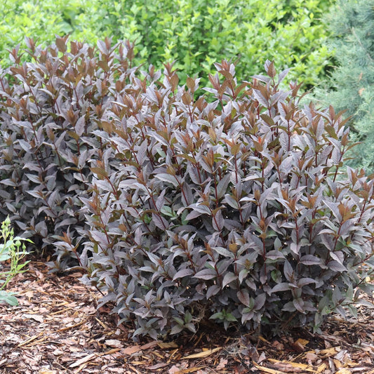 Two compact, bushy shrubs with dark purple leaves, Kodiak Jet Black® Diervilla is a striking dark-foliage shrub growing in a mulched garden bed, surrounded by green-leaved plants in the background - Photo Courtesy of Proven Winners, Inc.