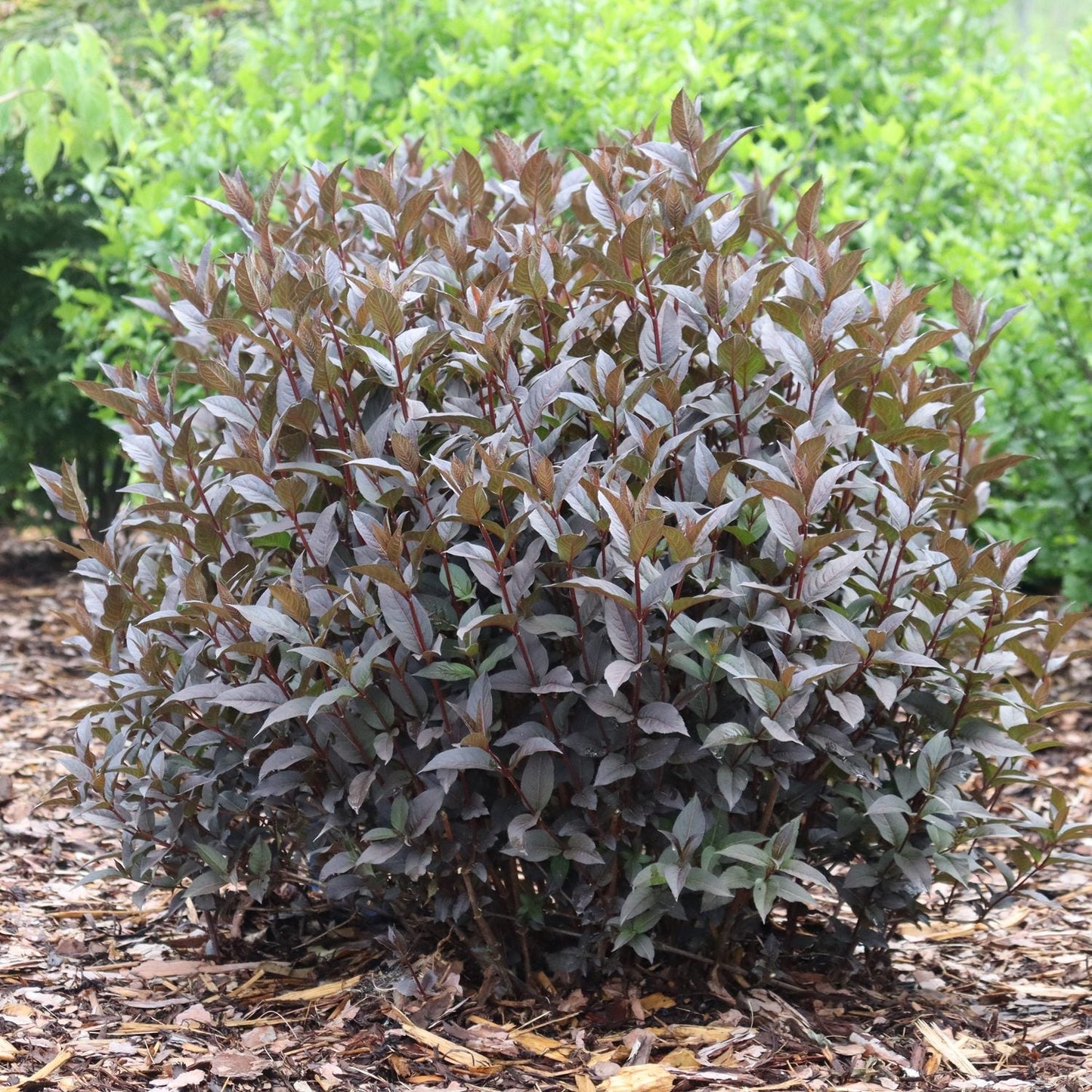 A Kodiak Jet Black® Diervilla, known for its dense deep purple foliage, grows in mulched soil near green leaved plants softly blurred in the background - Photo Courtesy of Proven Winners, Inc.