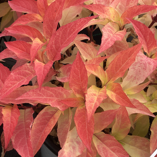 Close-up of vibrant Kodiak® Orange Diervilla leaves in red, pink, and pale yellow shades. This shrub features pointed tips and prominent veins, creating striking and colorful foliage - Photo Property of Garden Crossings LLC.