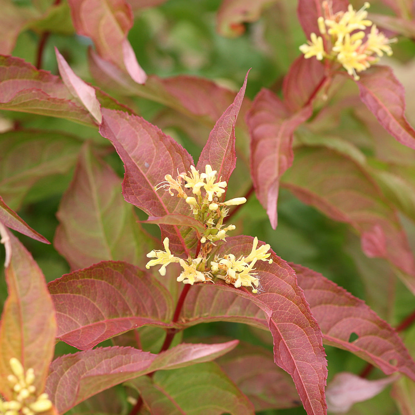 Kodiak® Orange Diervilla is a drought-tolerant shrub with reddish-purple leaves and clusters of small, pale yellow flowers at the stem centers - Photo Courtesy of Proven Winners, Inc.