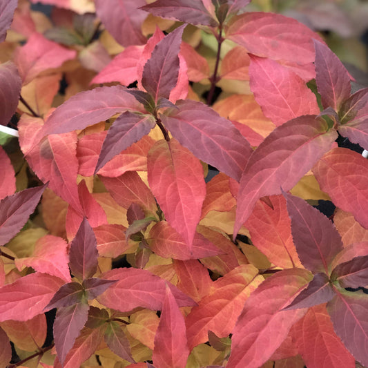 Red and orange autumn leaves densely cover the drought-tolerant Kodiak® Red 2.0 Diervilla, revealing hints of yellow and green beneath for a vibrant, colorful foliage display - Photo Property of Garden Crossings LLC.