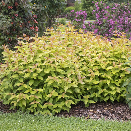 A Kodiak Spiced™ Diervilla, a native shrub with yellow-green leaves and red-tipped foliage, grows in a wood-mulched bed bordered by green grass and purple-flowering plants in the background - Photo Courtesy of Proven Winners, Inc.