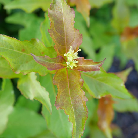 Kodiak Spiced™ Diervilla - Photo Courtesy of Proven Winners, Inc.