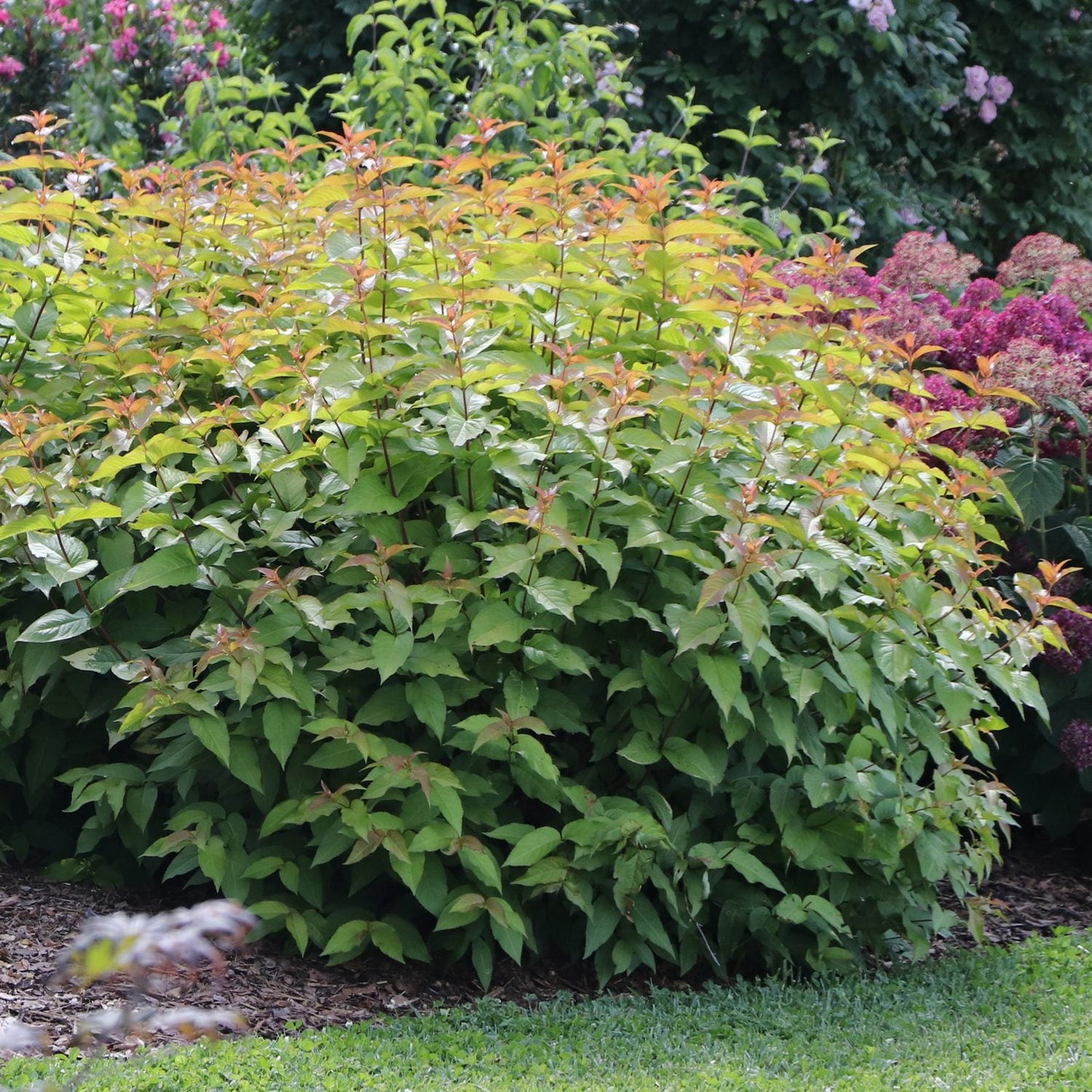 A lush Kodiak Spiced™ Diervilla, a native flowering shrub with green foliage and reddish-orange tips, thrives in a landscaped garden among other blooms, bordered by mulch and grass - Photo Courtesy of Proven Winners, Inc.