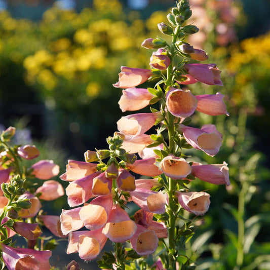 Close-up of Arctic Fox™ Rose Foxglove (Digitalis) with tall stalks of peach-pink tubular blooms and green leaves. This long-blooming perennial adds cottage charm, thriving in sunlight and complementing any garden with its stunning color - Photo Courtesy of Ball Horticulture, Inc.